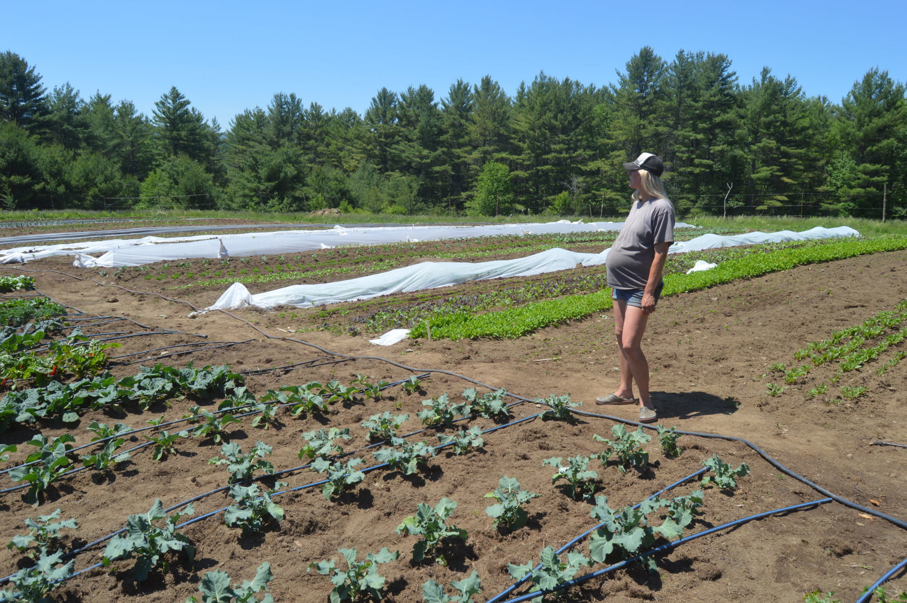 Checking the irrigation system